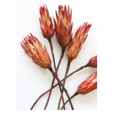 Bundle of Red Dried Protea Repens